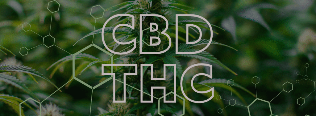 CBD e THC diferença e benefícios dos canabinoides